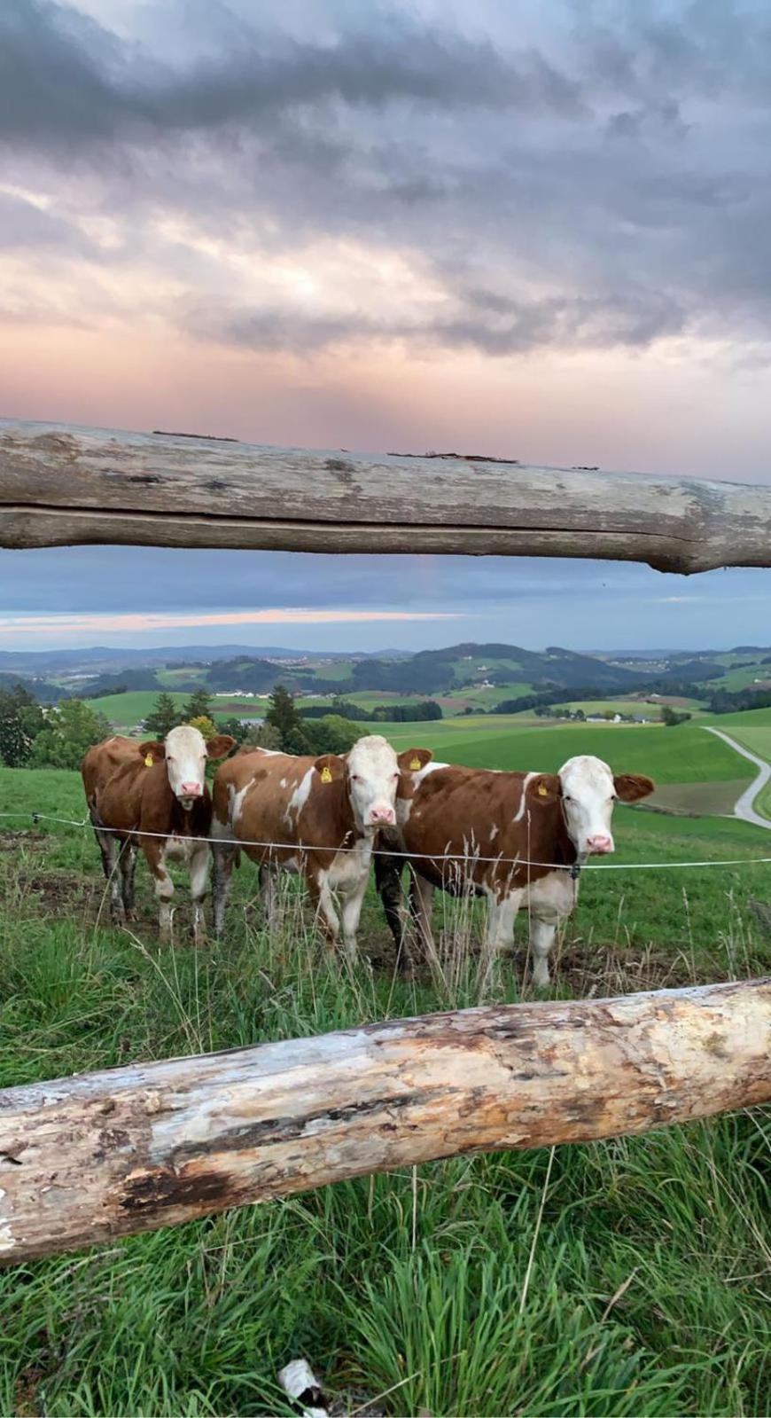 Ferienwohnung Im Muehlviertler Panorama Vierseithof Lembach im Mühlkreis Zewnętrze zdjęcie